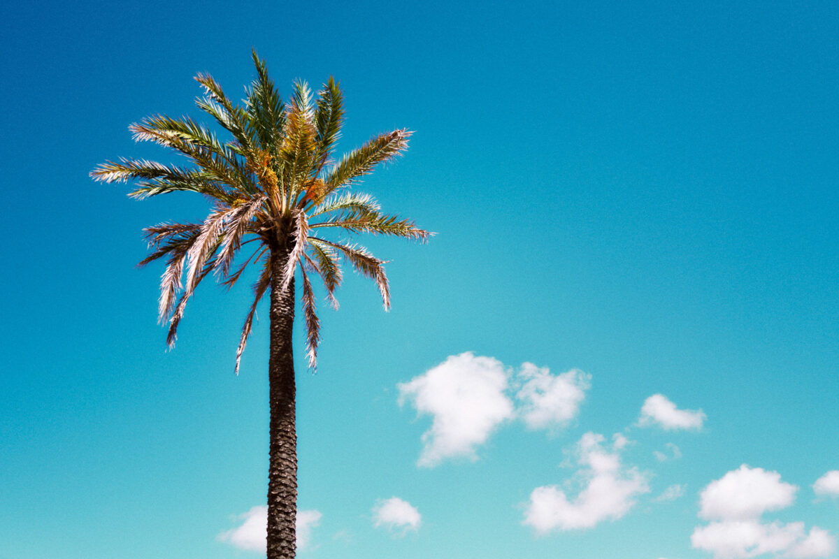 Leica Q3 black glimmerglass palm tree